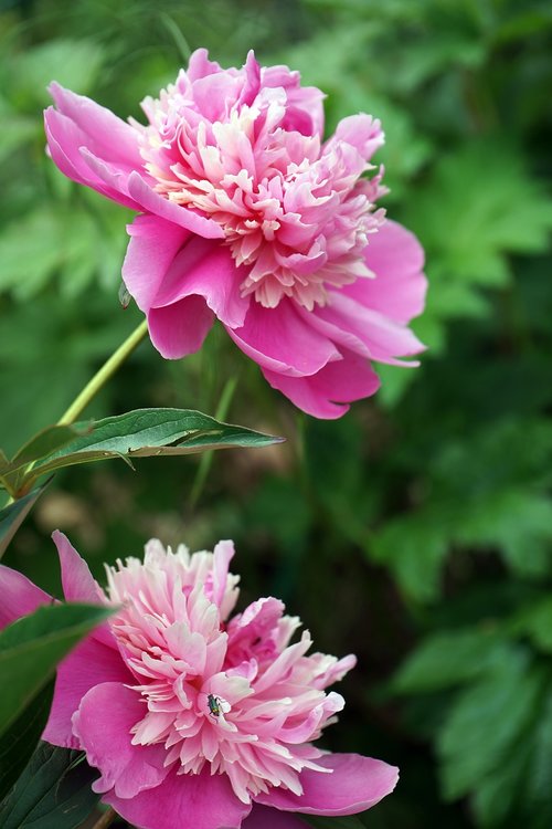 peony  nature  flower