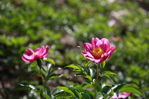 peony  peonies  flowers