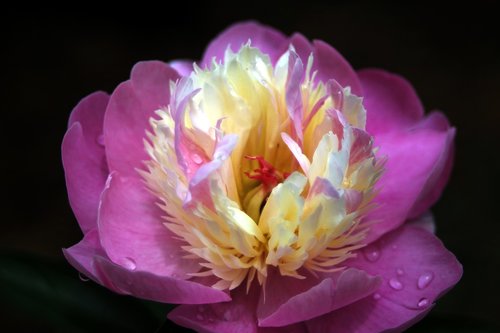 peony  flowers  rainwater