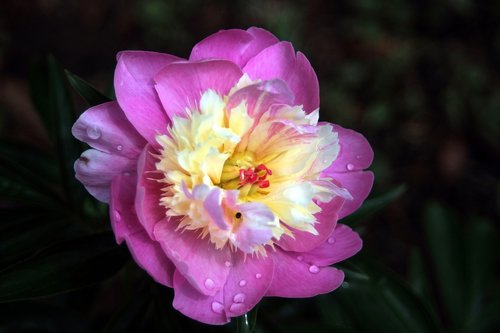 peony  rainwater  bug