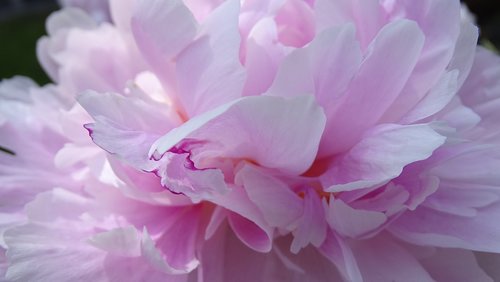 peony  flower  pink