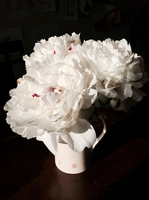 peony  flower  white