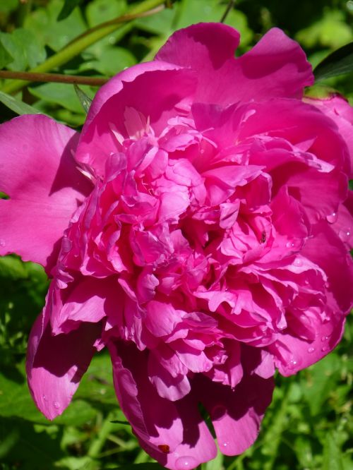 peony rose pink