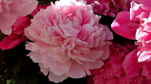 peony ornamental plant blossom