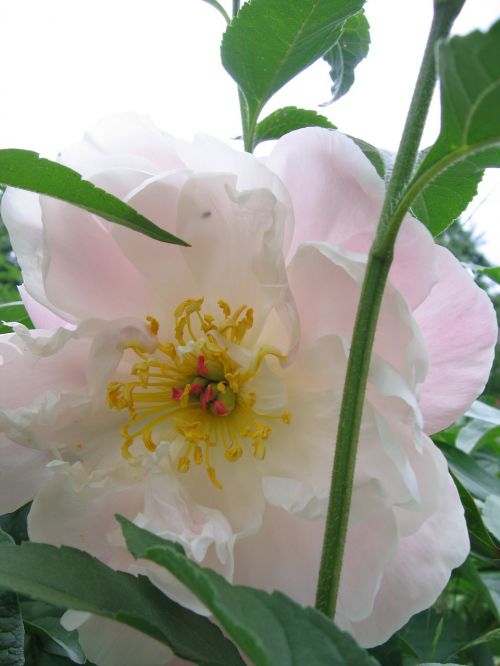 peony white pink blossom