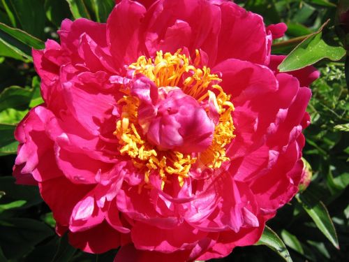 peony red blossomed