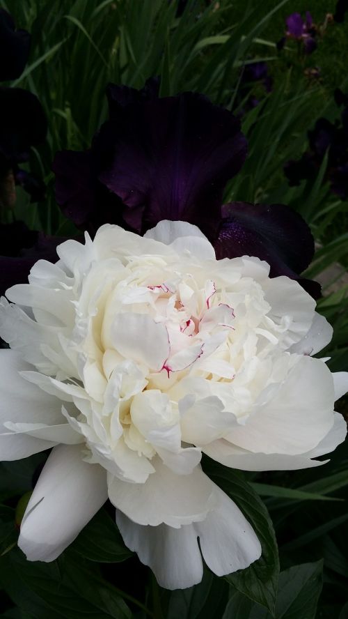 peony white nature