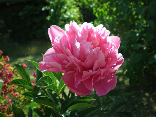 peony flower garden flower