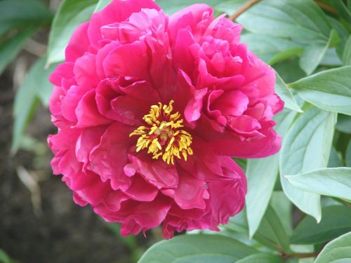 peony blossom bloom