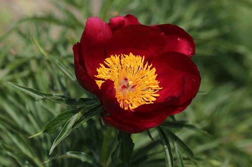 peony  burgundy flower  closeup