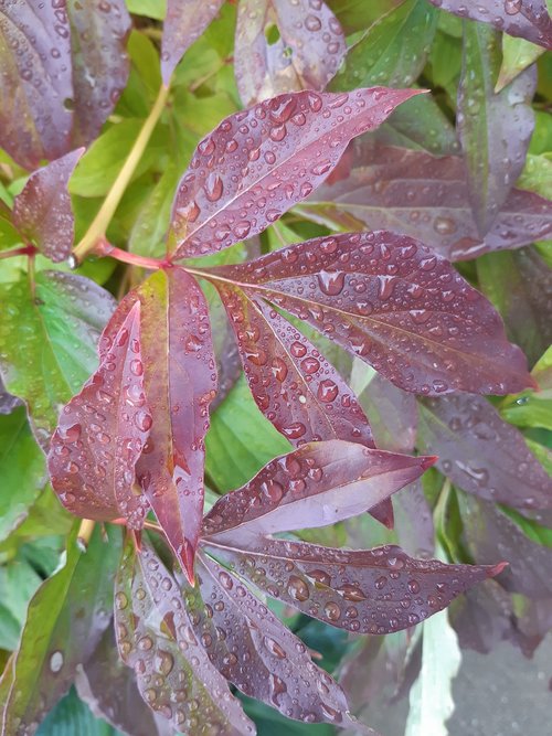 peony  leaves  wet