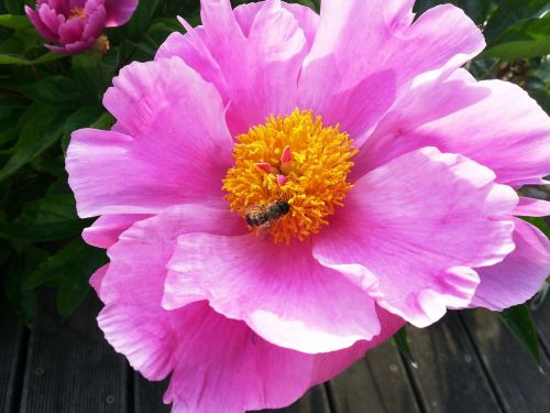 peony flower paeonia