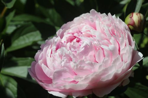 peony flower blossom