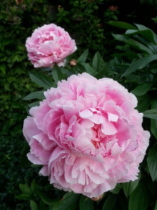 peony  pink  bloom