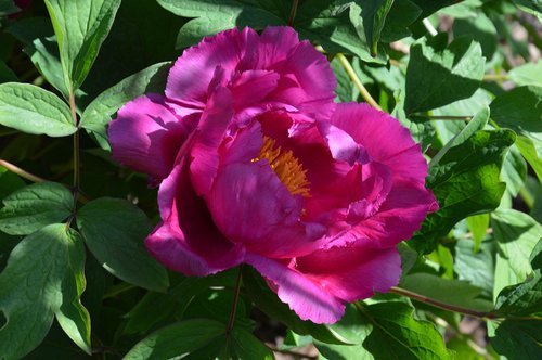 peony  paeonia  blossom