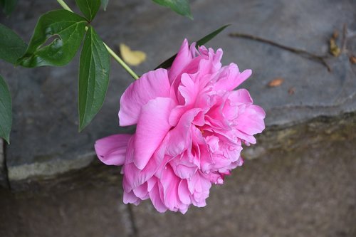 peony  flower  pink