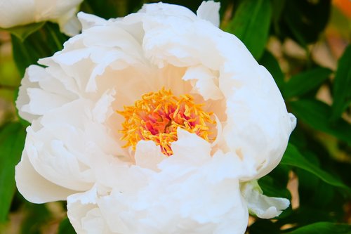 peony  white  pollen