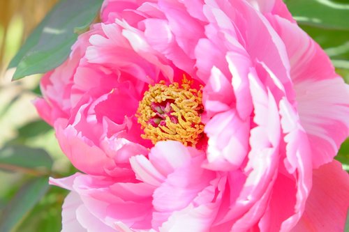 peony  pink  pollen