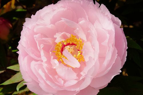 peony  pink  pollen