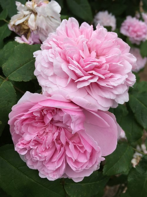 peony  pink  nature