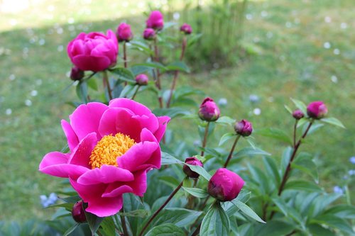 peony  flower  pink