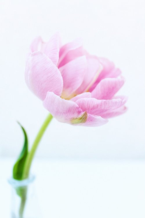 peony  tulips  flowers
