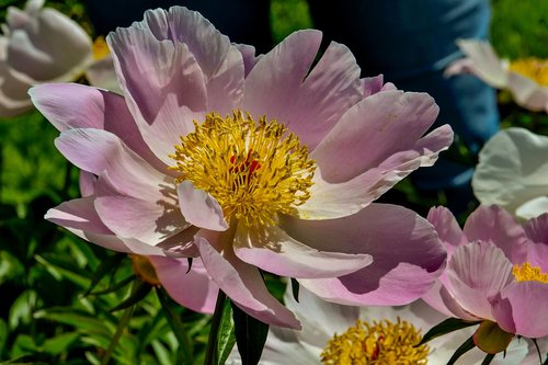 peony  flower  pink