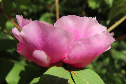 peony  blossom  bloom