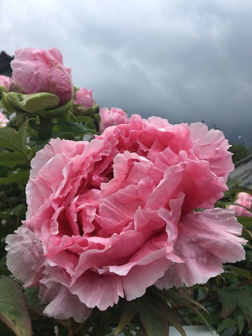 peony  flower  pink