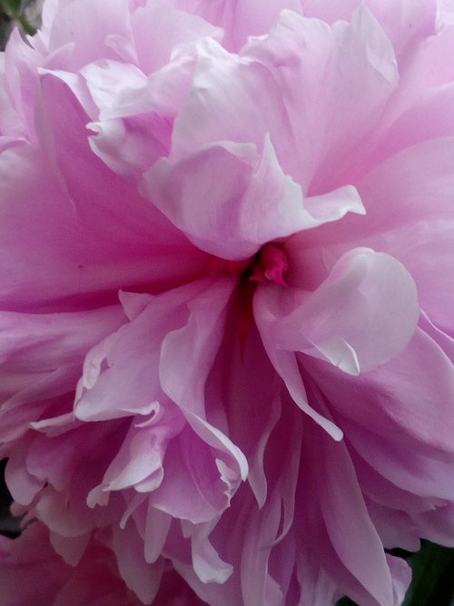 peony  pink  close up