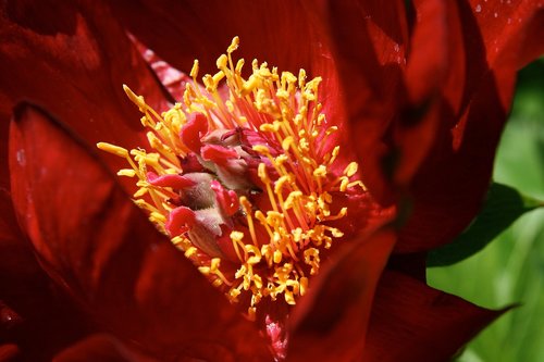 peony  blossom  bloom