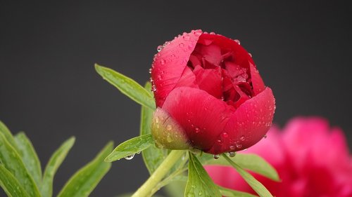 peony  rain  nature