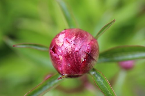 peony  blossom  bloom