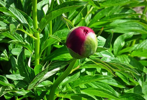 peony  flower  bud