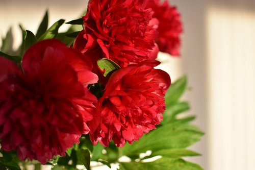 peony  spring  flowers