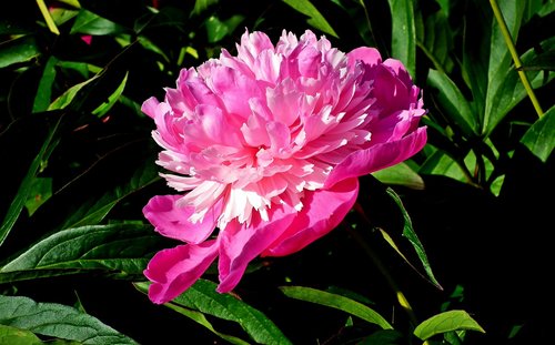 peony  pink  flower