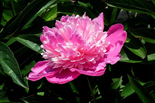 peony  pink  flower