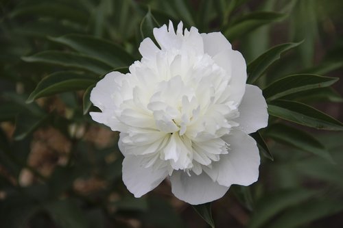 peony  white  flower