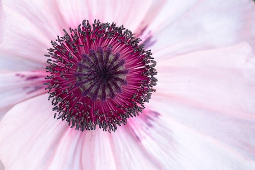 peony  close up  flower