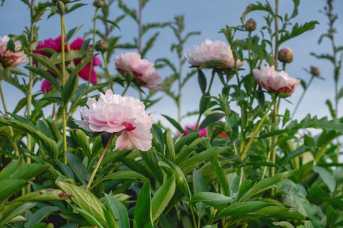 peony  flowers  bloom