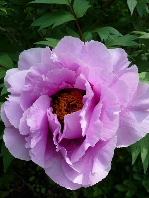 peony blossom bloom