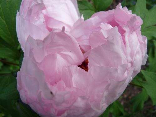 peony pink tender