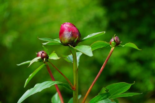 peony bud red