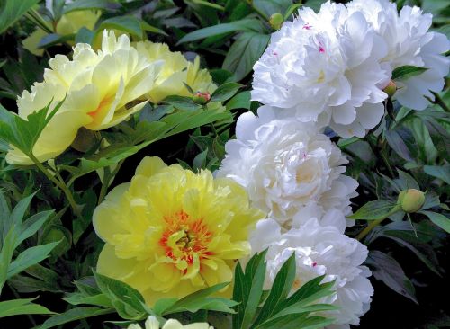 peony yellow white