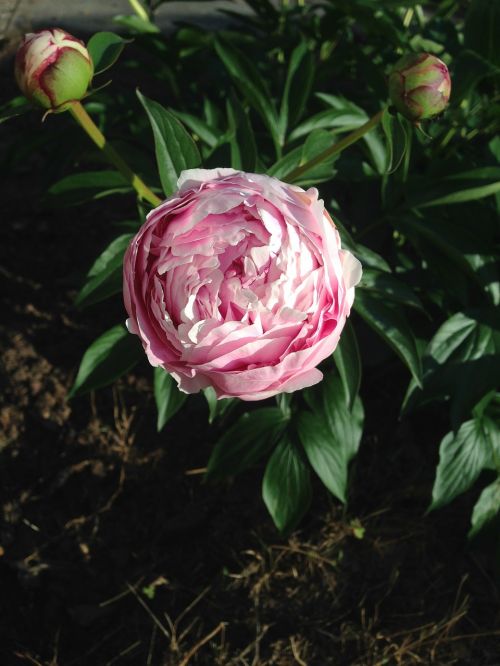 peony pink flower