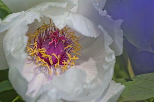 peony flower nature