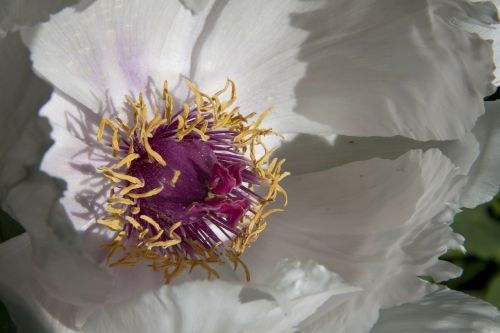 peony flower nature