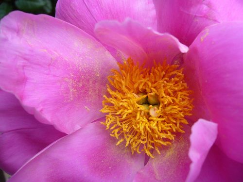 peony flower bloom