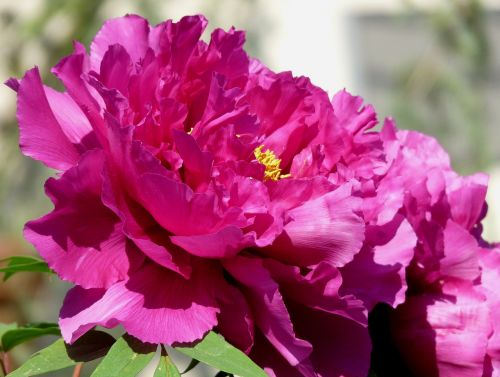 peony full bloom red