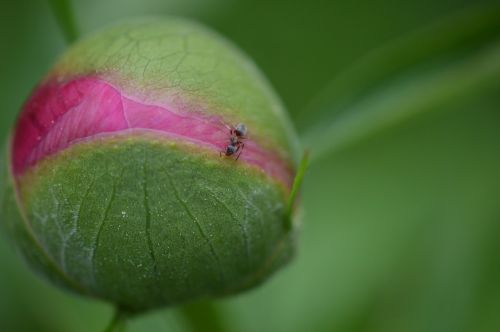 peony bud plant